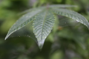 Hoja con telaraña de araña roja