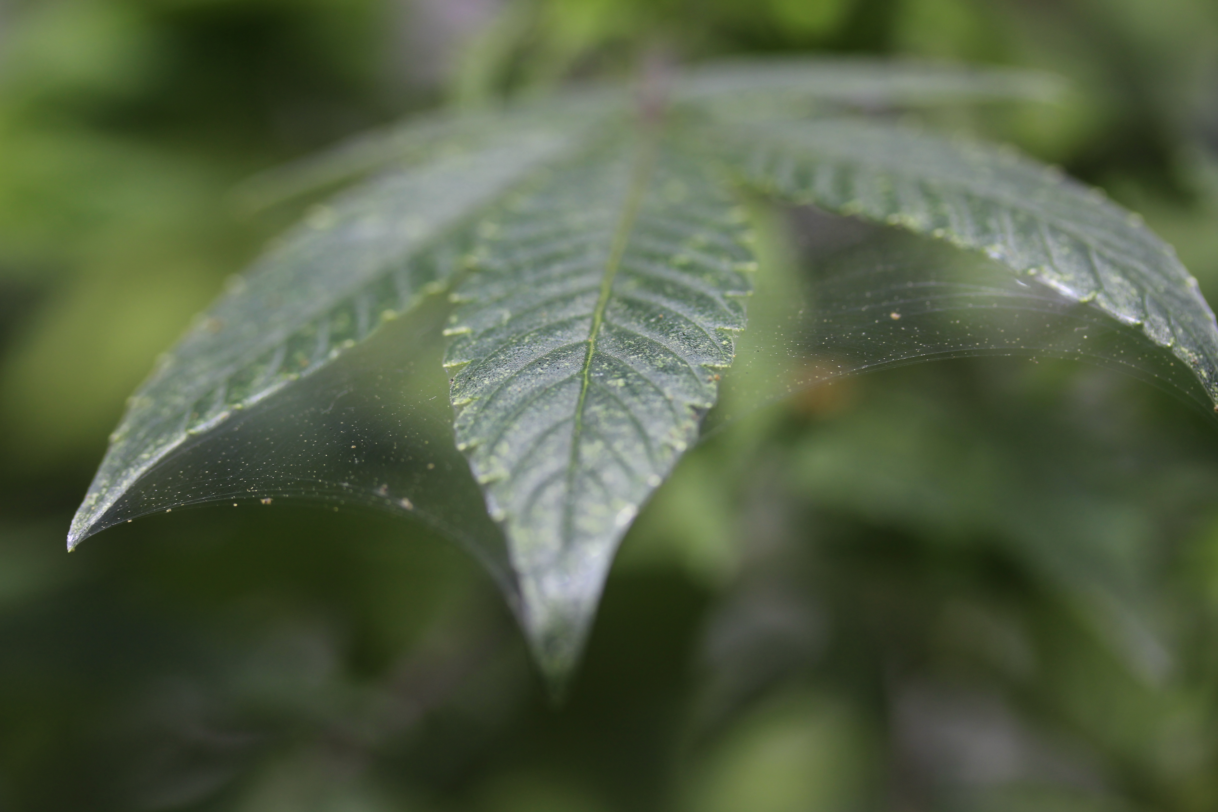 Araña roja en el cultivo de marihuana