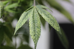 Cannabis leave with spider mites