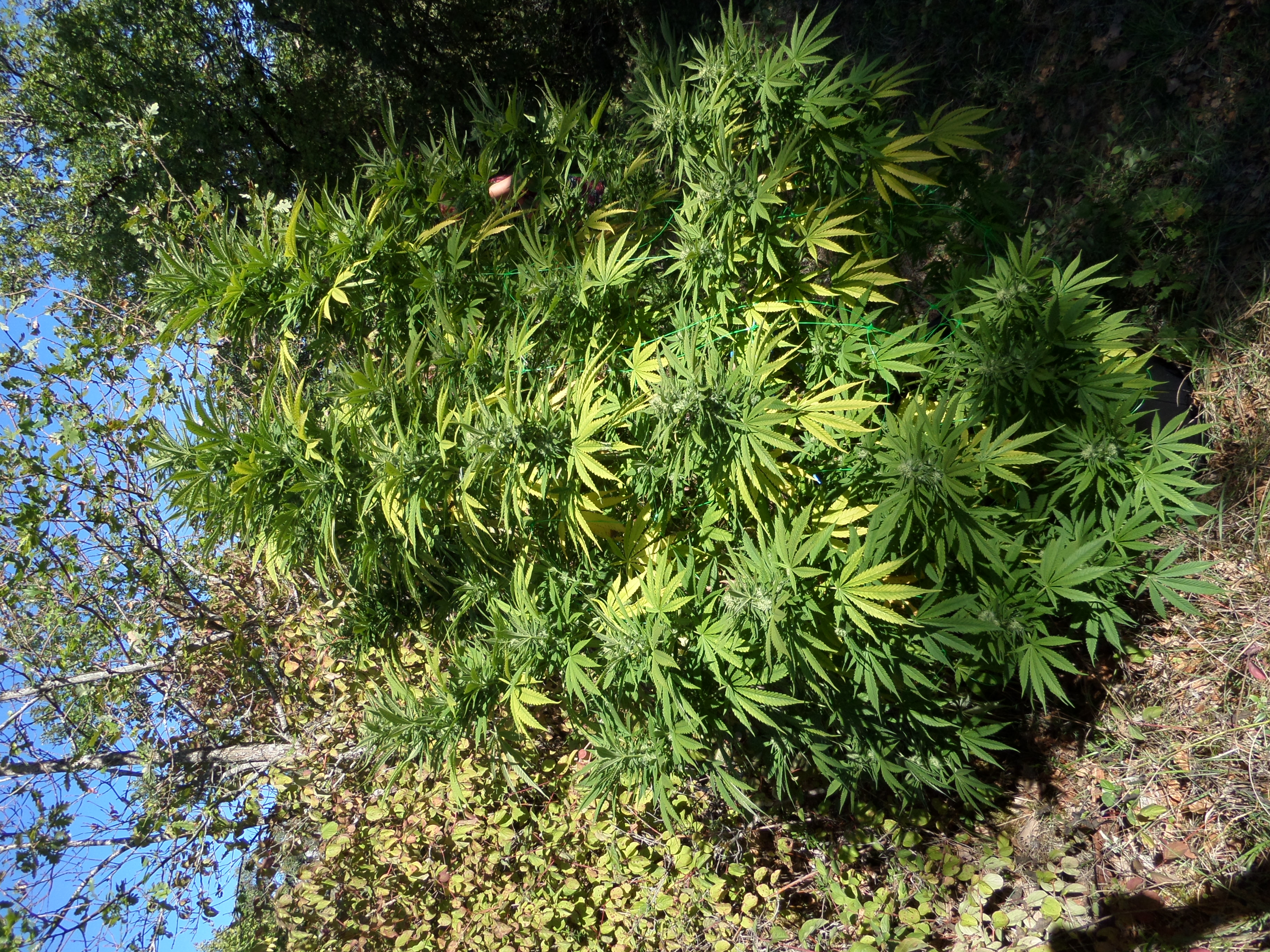 5 productive marijuana varieties for Outdoor Blog