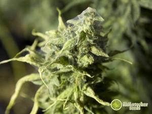 Bud de cannabis envahie d'araignées