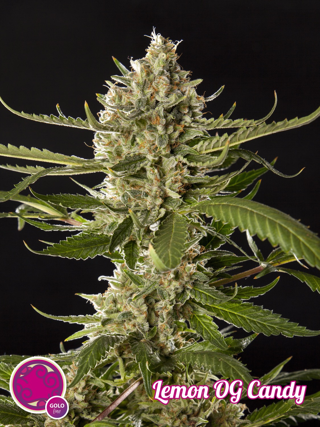 WEBLemon-OG-Candy_Toni_Floraci%C3%B3n-Pr