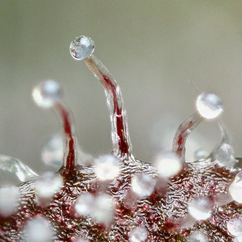 Capitate stalked trichomes (Source: Nugshots)