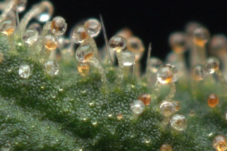 Tricomas glandulares (entallados, sésiles y bulbosos) mostrando signos de maduración (Foto: Cannabis Culture)