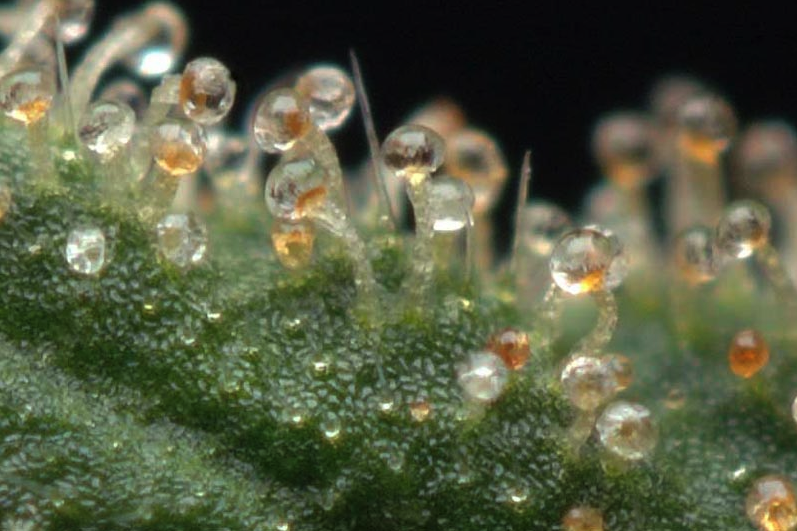 Tricomes glandulars (entallats, sèssils i bulbosos) mostrant signes de maduració (Foto: Cannabis Culture)