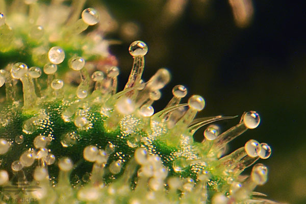 Stalked and cystolythic trichomes (Source: The Weed Blog)