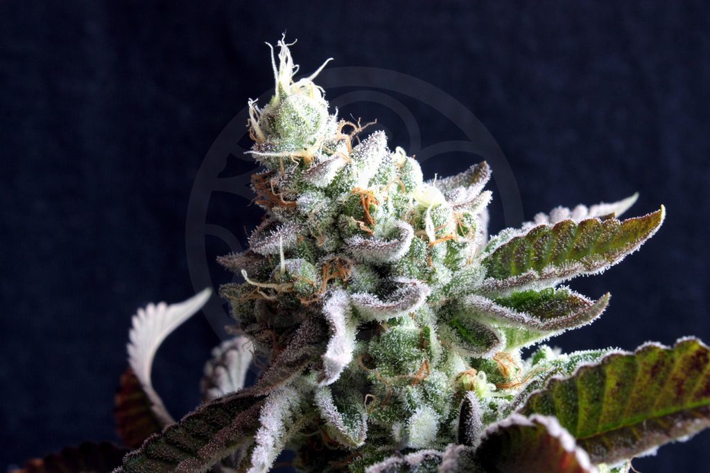 Cannabis produces large amounts of trichomes