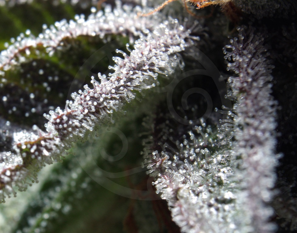 Grande quantité de trichomes glandulaires capitulés