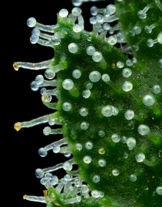 Trichomes glandulaires capitulés (certains dégradés), sessiles et bulbeux (Photo: 420Magazine)