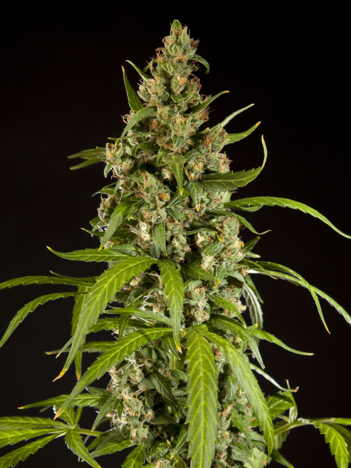 WEBJamaican-Blueberry-BX_0002.jpg