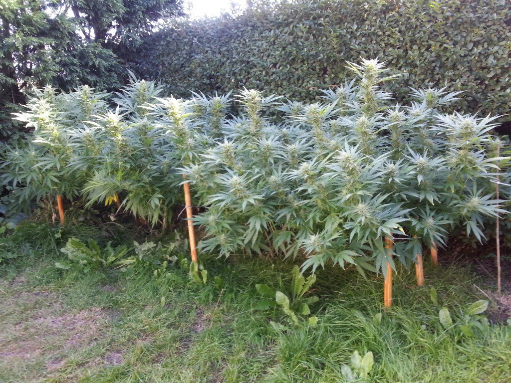 Cultivo SCROG en exterior, perfecto para ocultar la planta