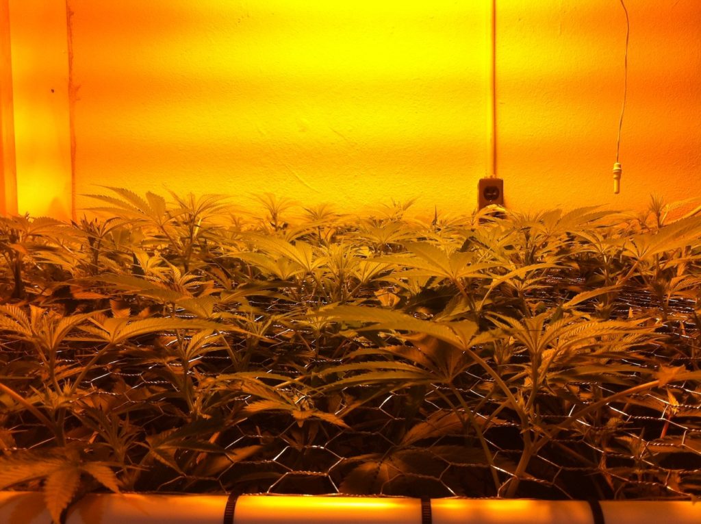 Plantas en SCROG listas para florecer (Foto: Klockwise)