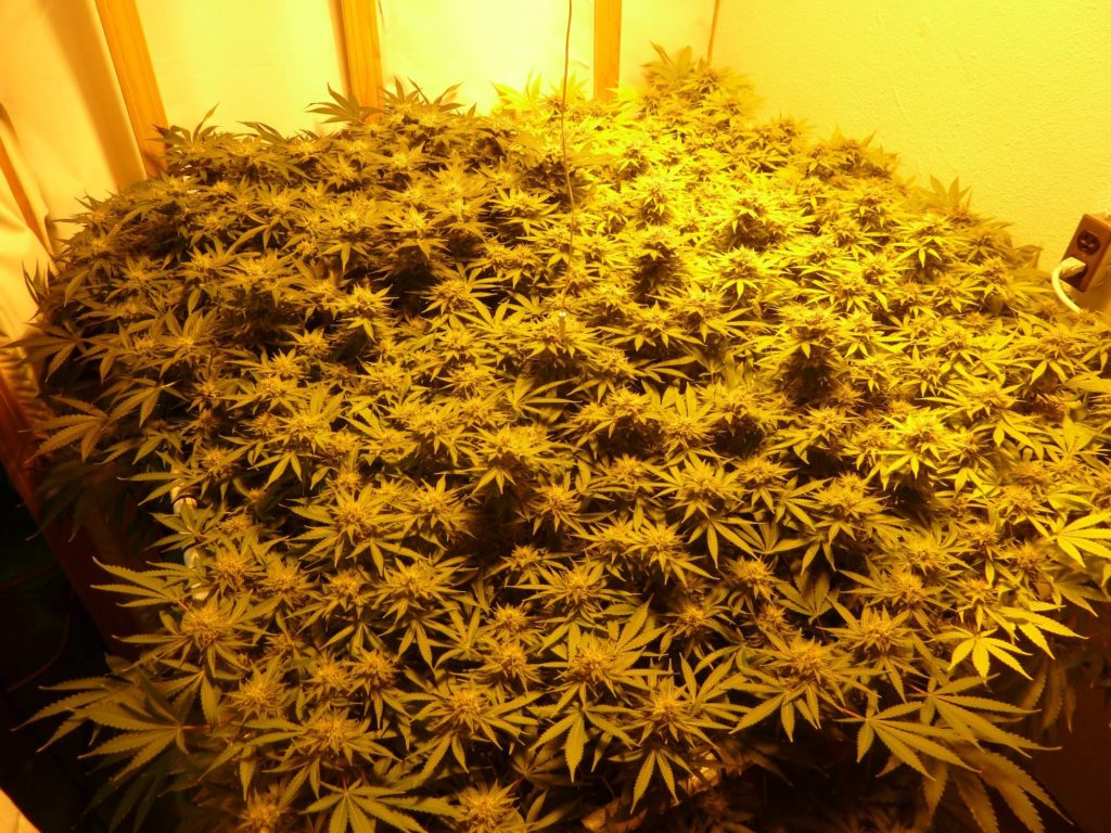 Spectacular SCROG grow (Picture: Klockwise)