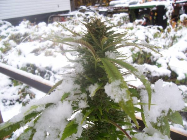 Cannabis-froid-e1484650229193.jpg