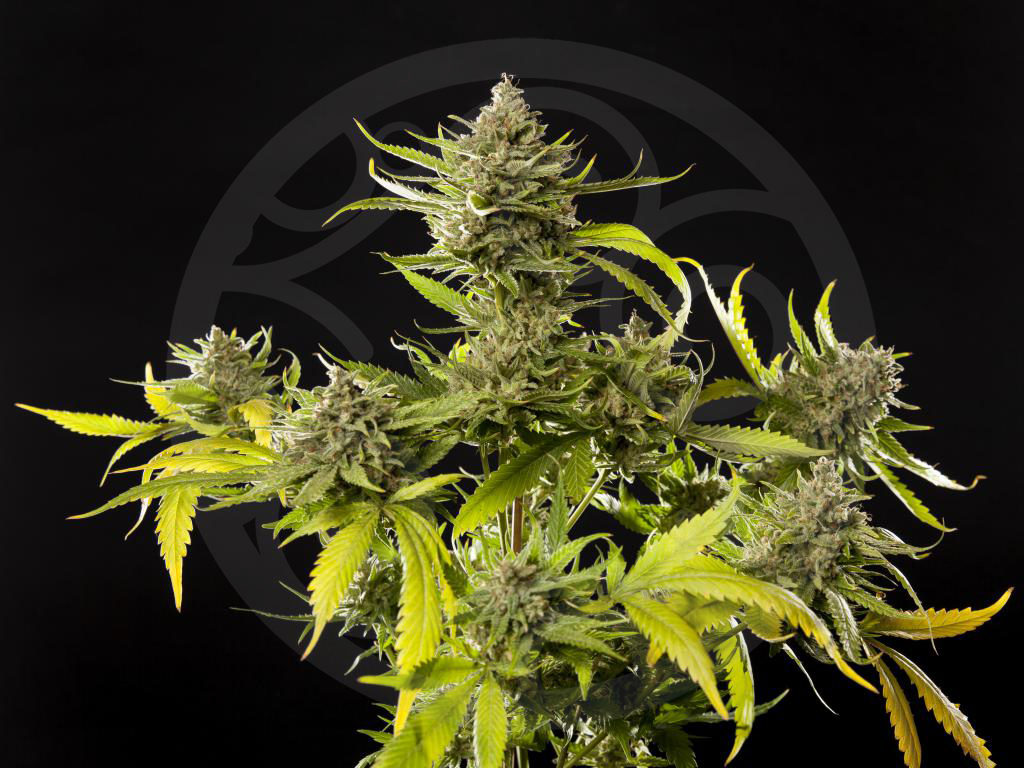 Lemon OG Candy cultivée en intérieur