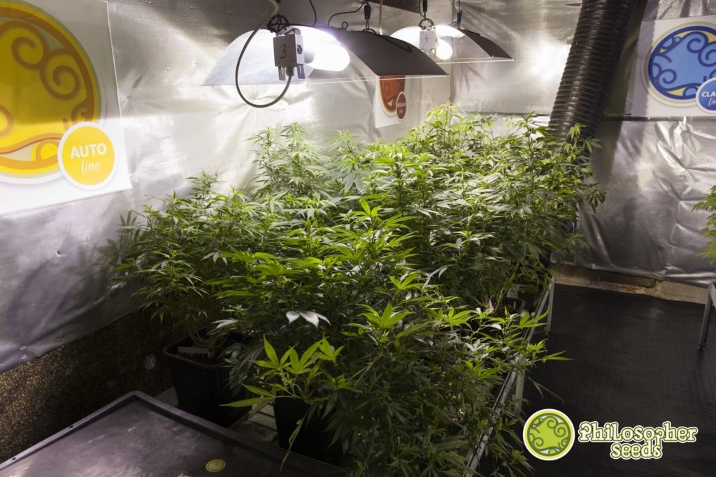Plantes de cannabis sous la lumière de culture - Quelle doit être