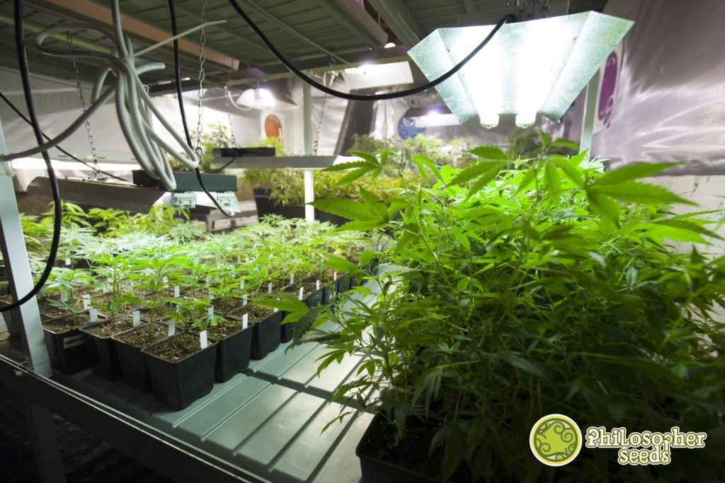 Esqueixos i plantes en manteniment sota els tubs fluorescents