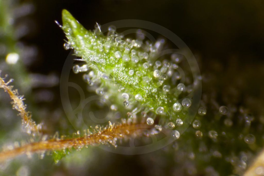 Detalle de los tricomas de la Jamaican Blueberry BX