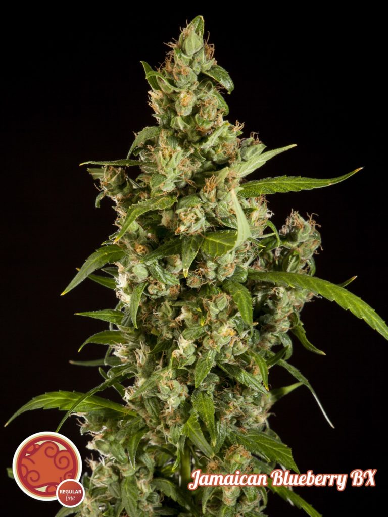 Jamaican Blueberry BX di Philosopher seeds