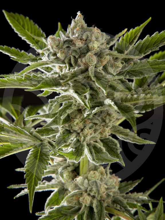 Plantes especialment resinoses, com Nepal Gum OG, son ideals per fer Rosin