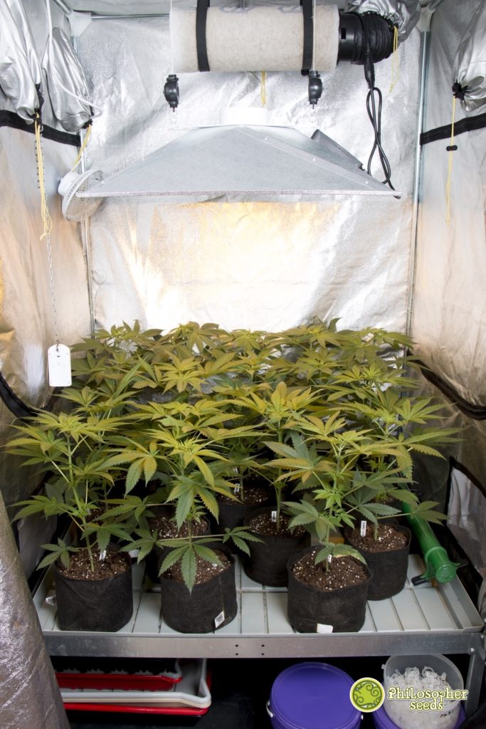 Indoor growing spaces require smell control systems such as the carbon filter placed above the reflector