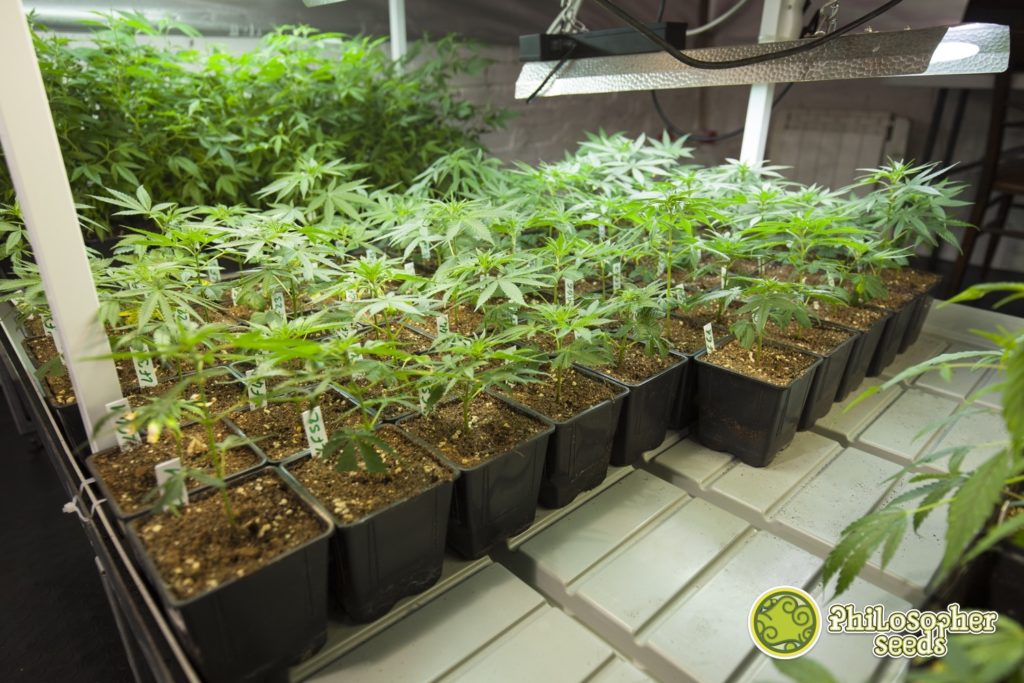 Even a grow room with mother plants and cuttings can lead to smell issues