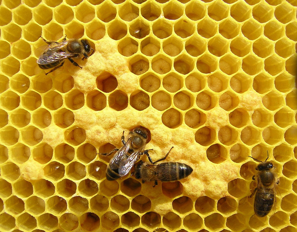 Las abejas producen propóleo para sellar sus colmenas 