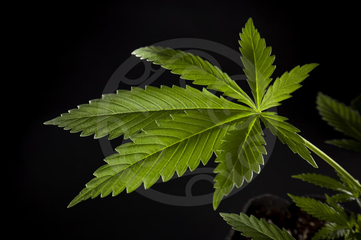 Folha de cannabis saudável e sem carências