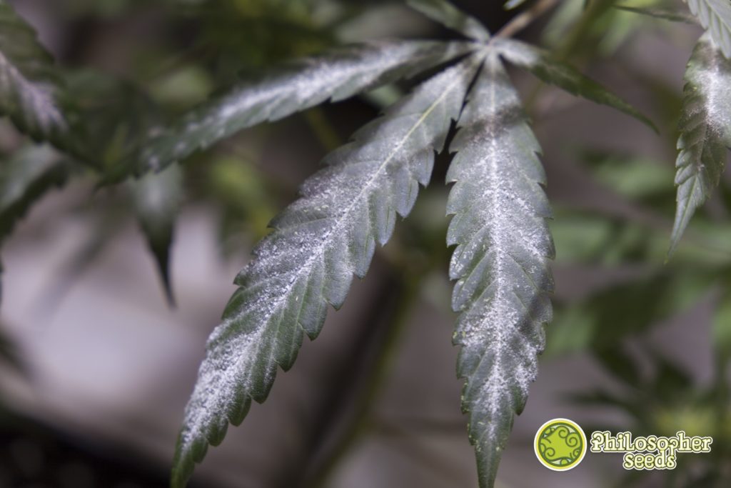 Hoja de cannabis con oídio