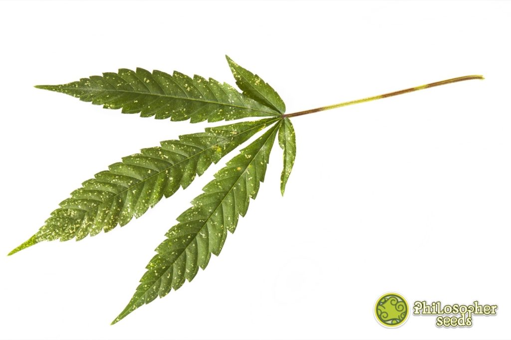 Introduction aux parasites dans la culture du cannabis- Alchimia