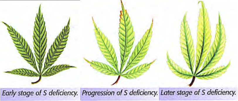 Progression d’un déficit en soufre