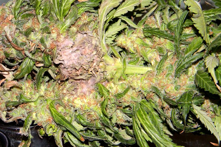 Botrytis infection in cannabis bud (Image: Grasscity)