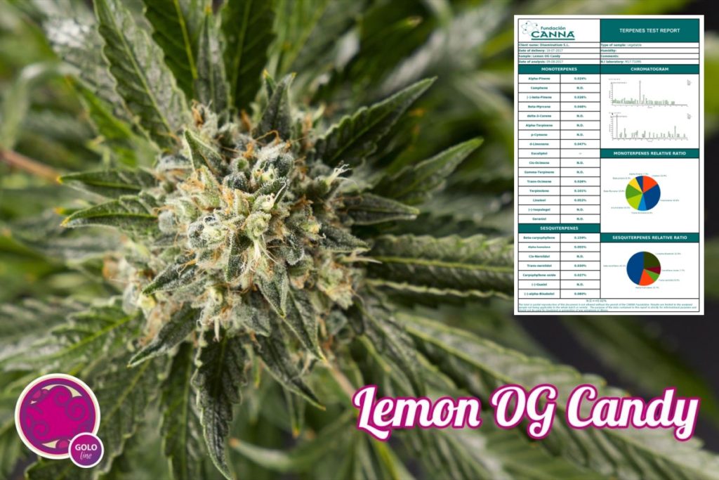 Lemon OG Candy by Philosopehr Seeds