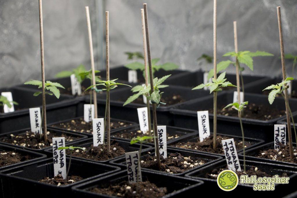 Different varieties of cannabis in early stages of vegetative growth