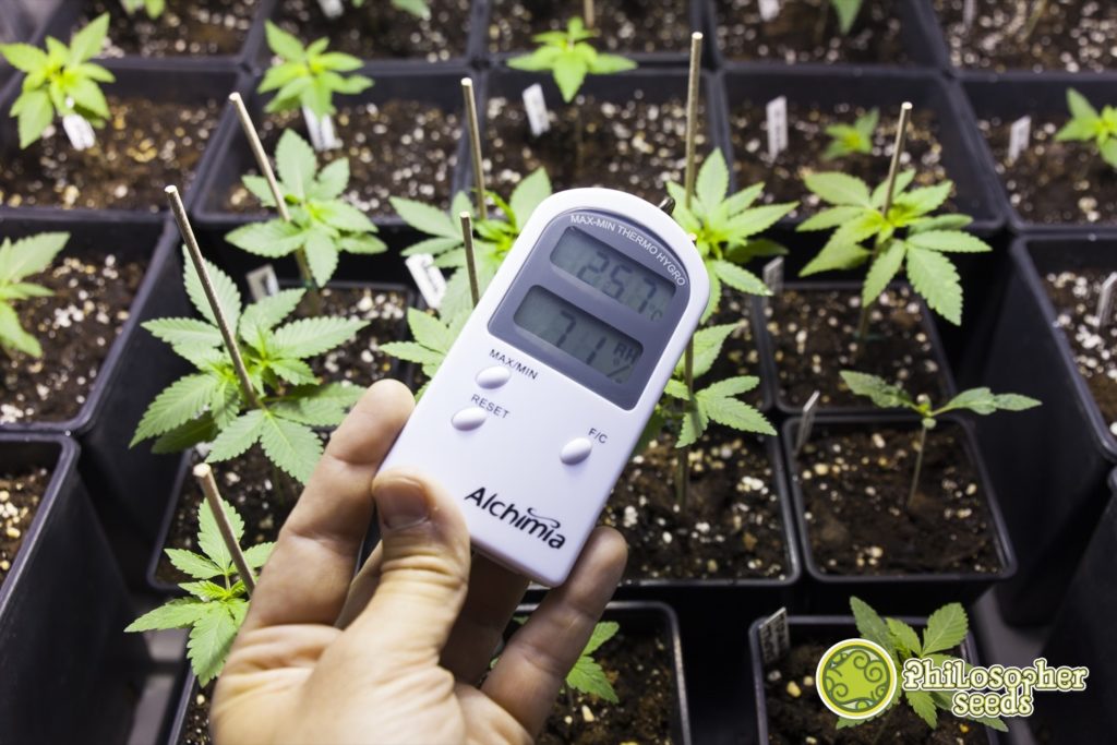 El rango de temperatura para el cultivo en interior de marihuana está entre 18 y 26 grados centígrados