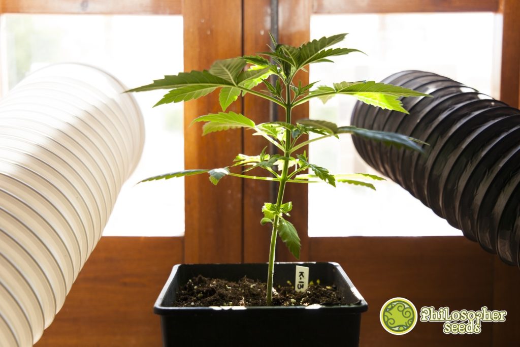 Cannabis plants develop exponentially in the growth phase, the more plant mass created, the more growth is accelerated