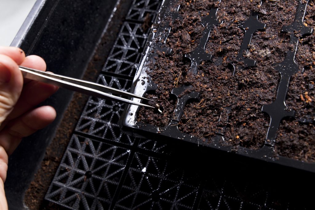 germinar-semillas-de-cannabis