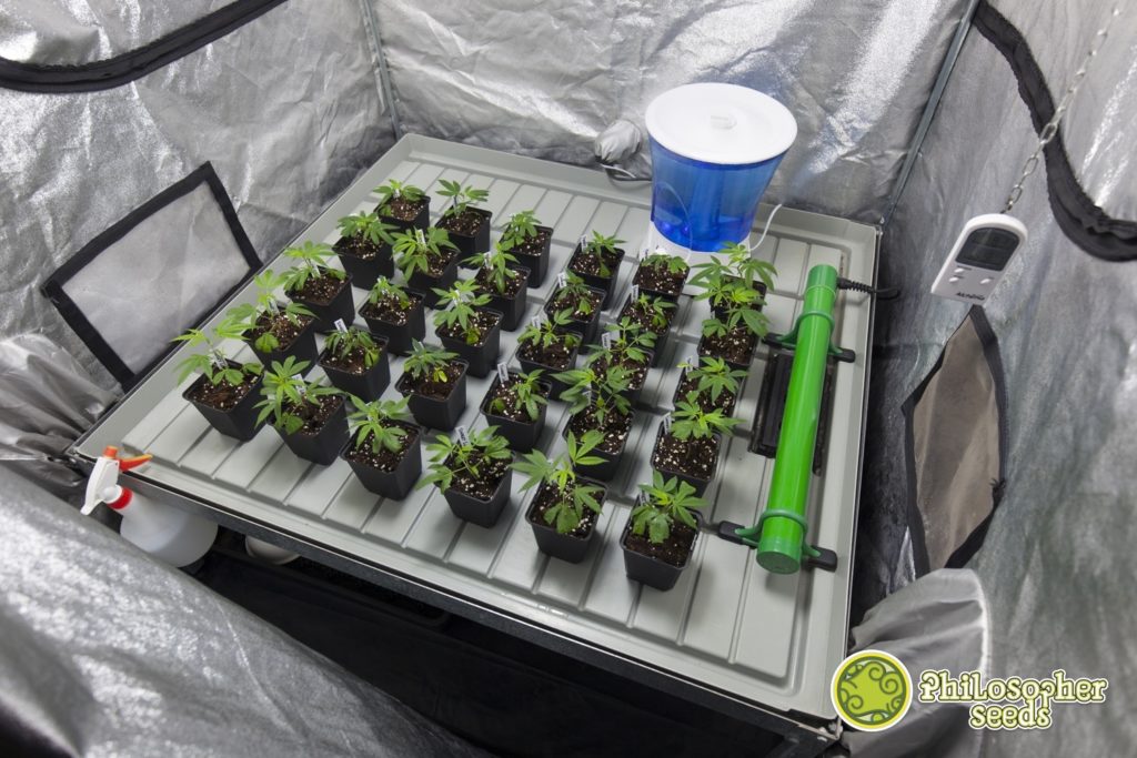 Indoor cannabis grow tent setup, complete with heater and humidifier