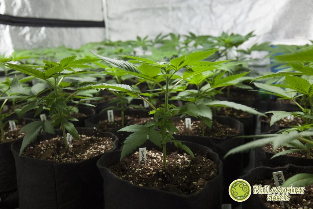 Cultivo interior de marihuana en macetas geotextiles en plena fase vegetativa