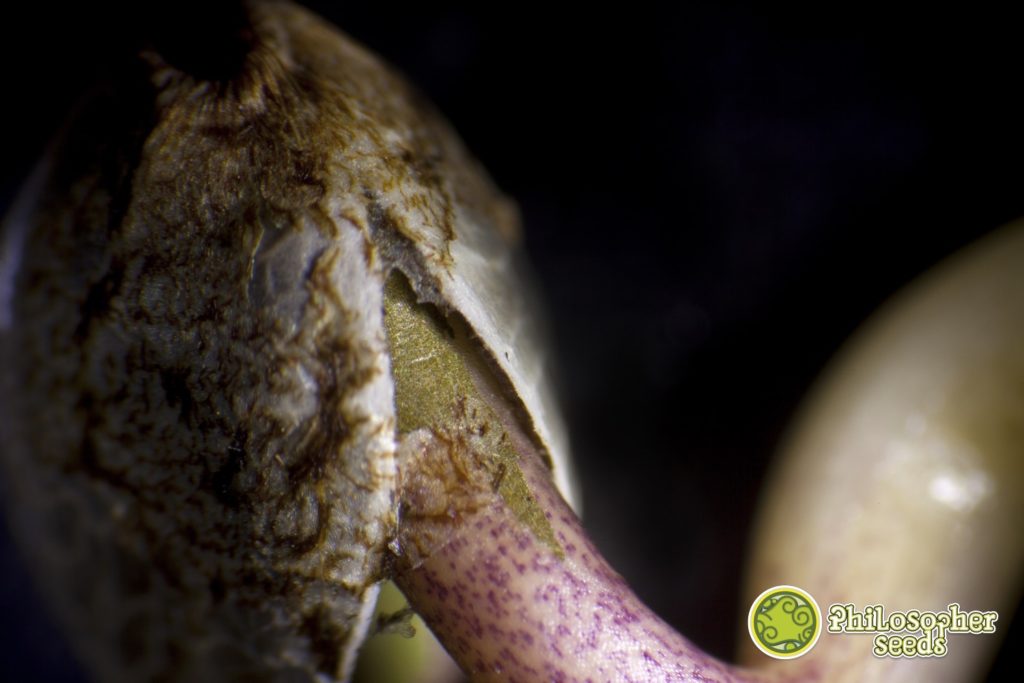 A germinating cannabis seed