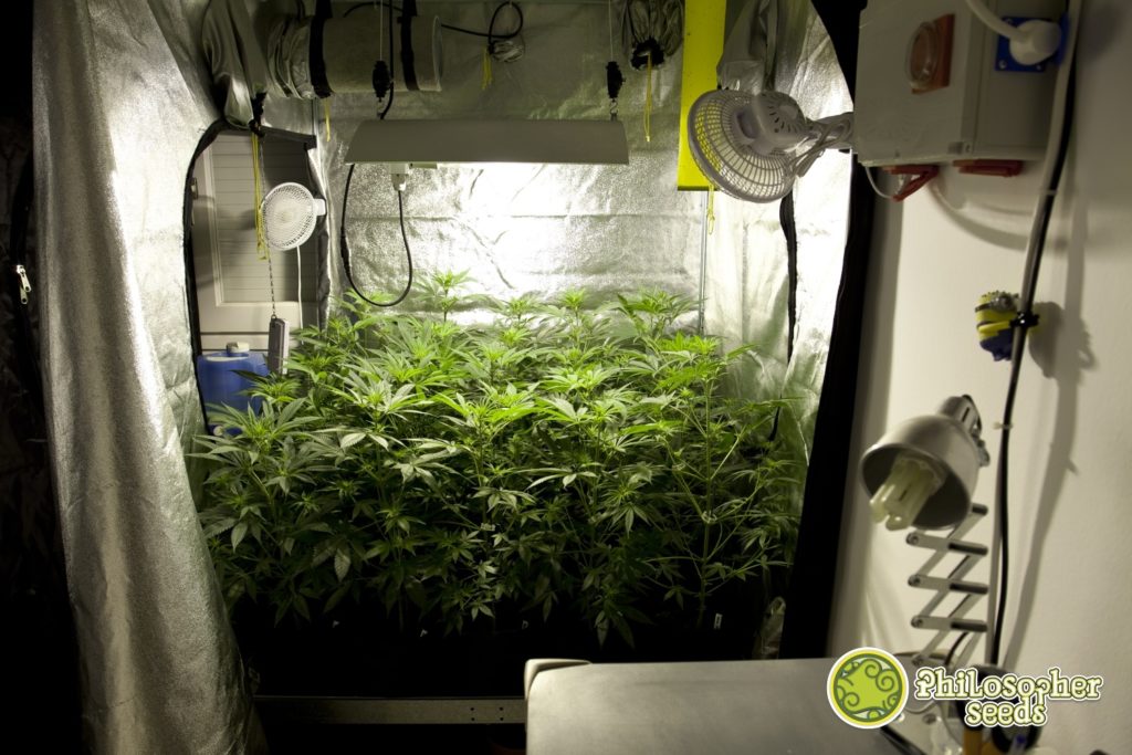 En cultivo interior de marihuana se recomienda un fotoperiodo de 18 h luz/6 h oscuridad para la fase de crecimiento