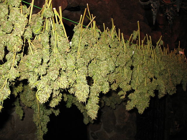 Hanging the buds to dry the is standard practice