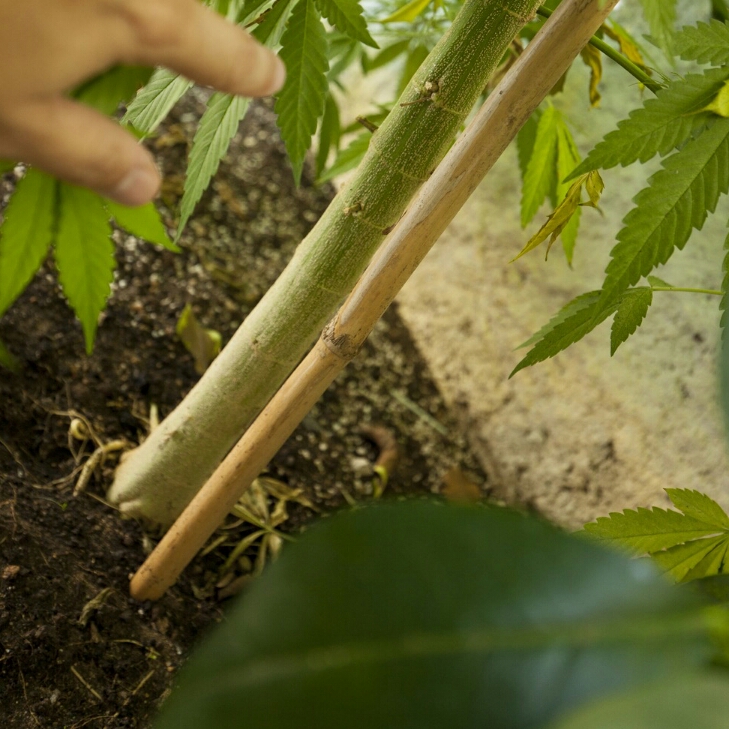 Cannabis growing in soil outdoors