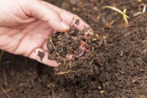 Organisms and microorganisms that make up the soil food web