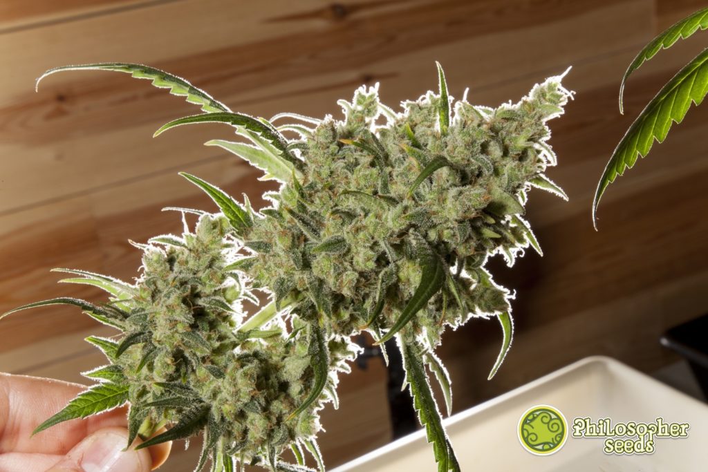 Fruity Jack, un híbrid amb predominança Sativa