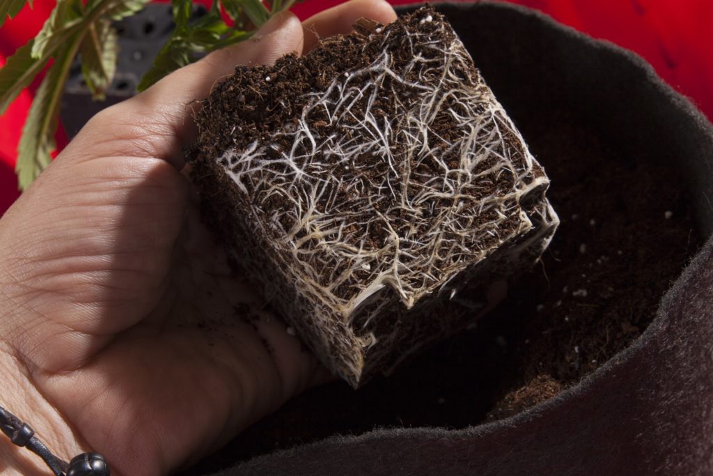 The roots produce exudates which attract beneficial bacteria for the plants development