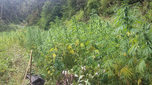 Cultiu de cànnabis tradicional a la vall de Parvati, Índia