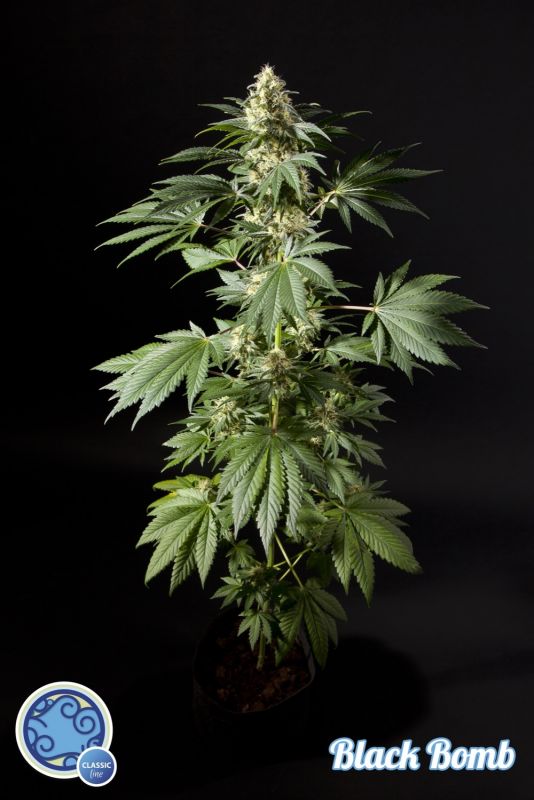 Black Bomb is a hybrid with clear Indica dominance