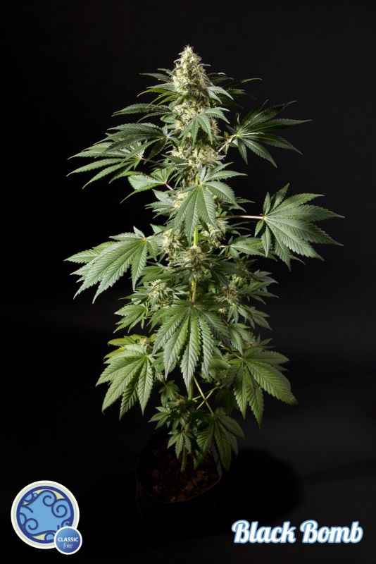 La Black Bomb est un hybride clairement indica.