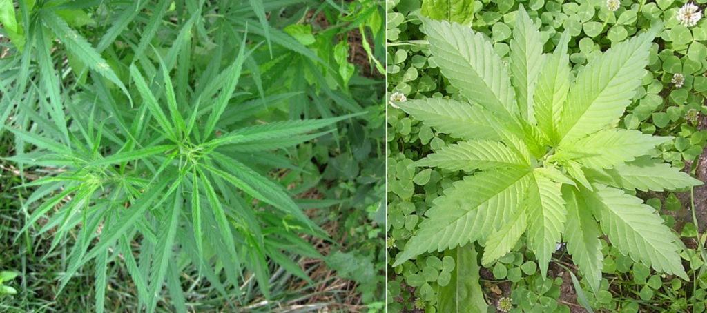 Sativa on the left. Indica on the right. The difference is self-evident.